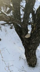 Pseudospongipellis unicolor