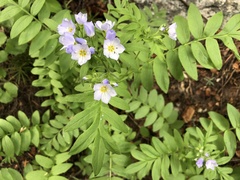 Polemonium californicum