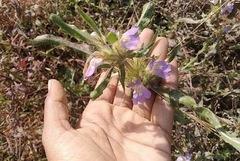 Hygrophila auriculata