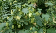 Humulus lupulus