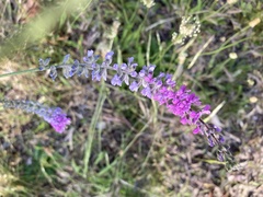 Cullen australasicum