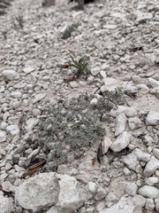 Eriogonum aretioides