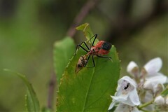Gminatus australis
