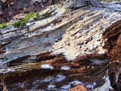 Vesiculomyces citrinus