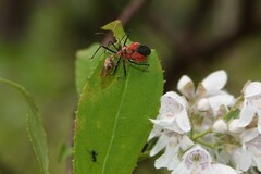 Gminatus australis