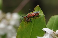 Gminatus australis