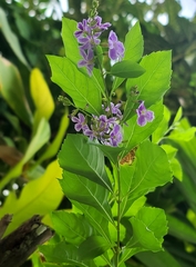 Duranta