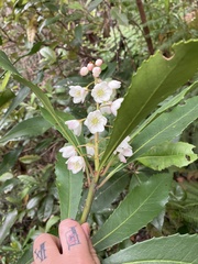 Anopterus glandulosus