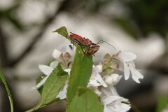 Gminatus australis