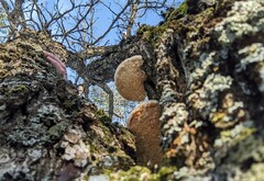 Pseudospongipellis unicolor