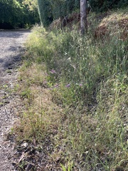 Cullen australasicum