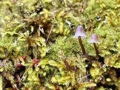 Mycena purpureofusca
