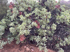 Arctostaphylos glandulosa