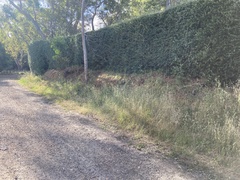 Cullen australasicum