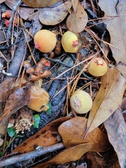 Calostoma