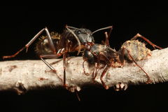 Ophiocordyceps unilateralis