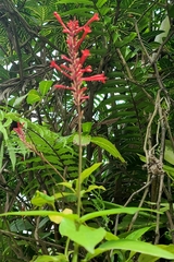 Odontonema