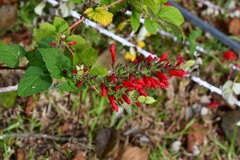 Salvia holwayi