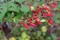 Salvia holwayi