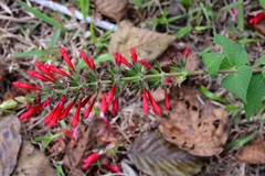 Salvia holwayi