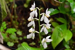 Cuitlauzina pulchella