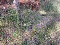 Cullen australasicum