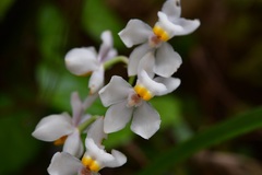 Cuitlauzina pulchella