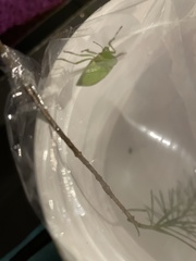 Chlorochroa uhleri