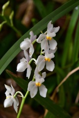 Cuitlauzina pulchella