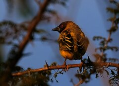 Ploceus cucullatus nigriceps