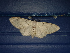 Thyrinteina arnobia