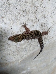 Cyrtodactylus amphipetraeus