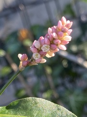 Persicaria maculosa