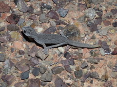 Strophurus intermedius
