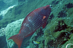 Scarus xanthopleura