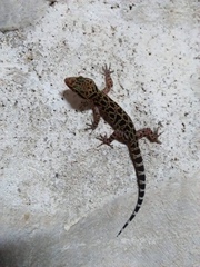 Cyrtodactylus amphipetraeus