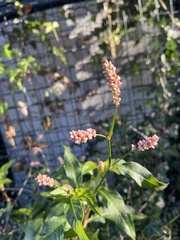 Persicaria maculosa