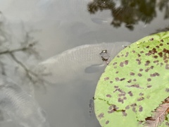 Lepomis macrochirus purpurascens