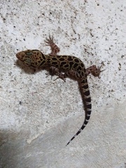 Cyrtodactylus amphipetraeus