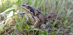 Rana amurensis
