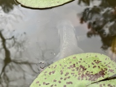 Lepomis macrochirus purpurascens