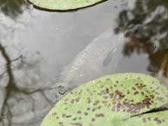Lepomis macrochirus purpurascens