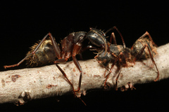 Ophiocordyceps unilateralis