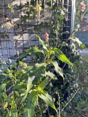 Persicaria maculosa