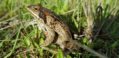 Rana amurensis
