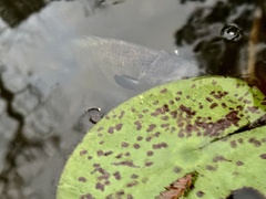 Lepomis macrochirus purpurascens