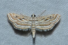 Parapoynx fluctuosalis