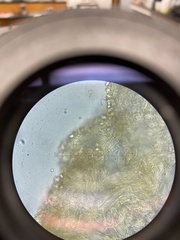 Desarmillaria