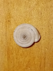 Polygyra cereolus