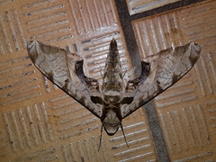 Protambulyx eurycles